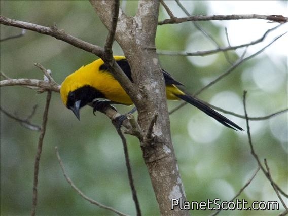 Yellow-backed Oriole (Icterus chrysater)