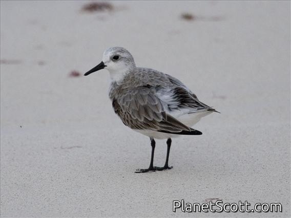 Sanderling (Calidris alba) Basic Plumage