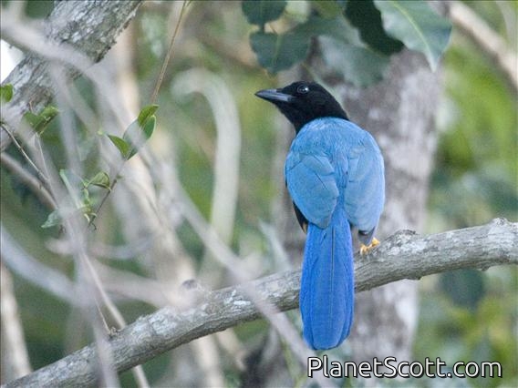 Yucatan Jay (Cyanocorax yucatanicus)