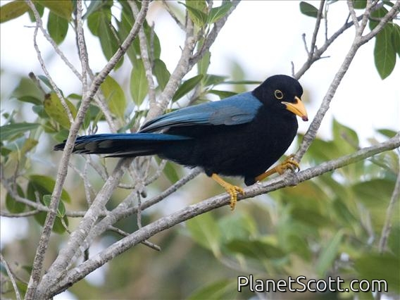 Yucatan Jay (Cyanocorax yucatanicus) Juvenile