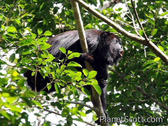 Mexican black howler monkey (Alouatta pigra)