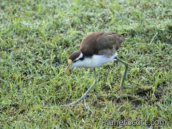 Northern Jacana (Jacana spinosa) Juvenile