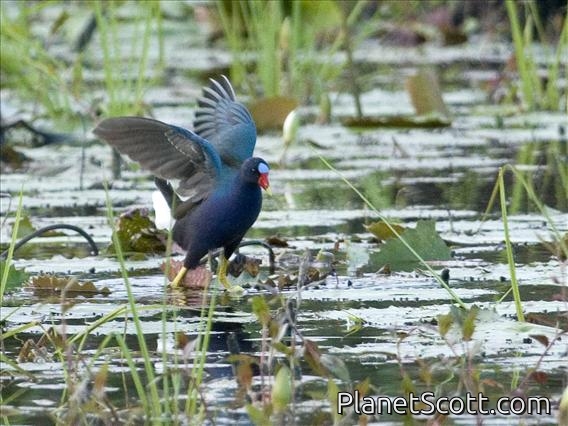 Purple Gallinule (Porphyrio martinica)