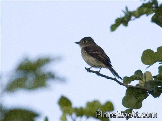 Least Flycatcher (Empidonax minimus)