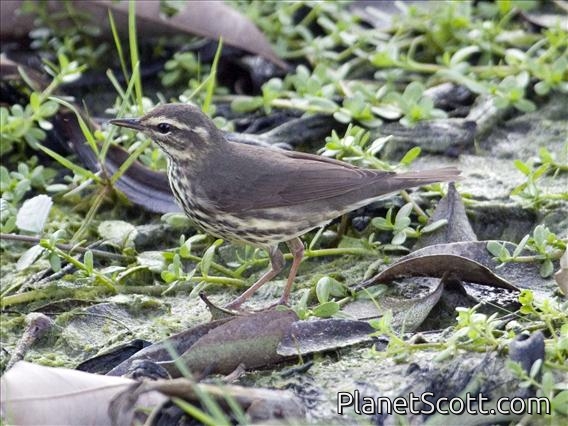 Northern Waterthrush (Seiurus noveboracensis)