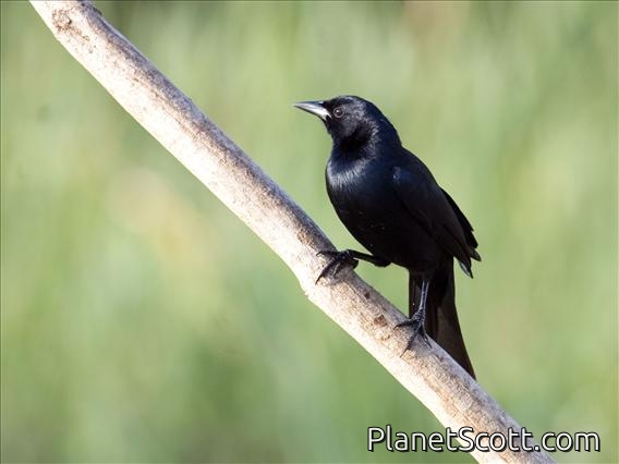 Melodious Blackbird (Dives dives)