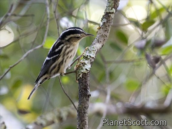 Black-and-white Warbler (Mniotilta varia)