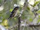 Black-and-white Warbler (Mniotilta varia)