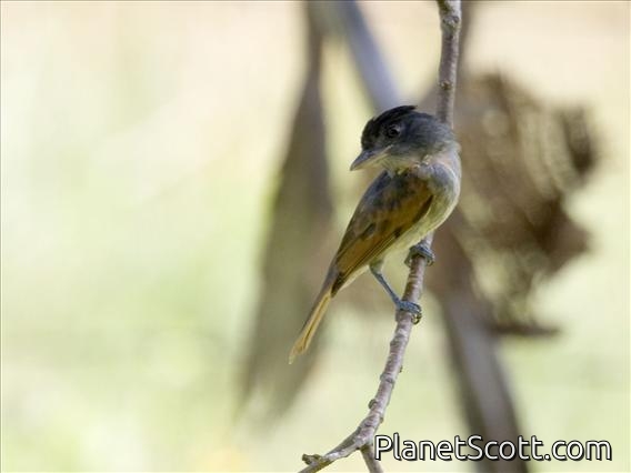 Rose-throated Becard (Pachyramphus aglaiae)