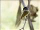 Rose-throated Becard (Pachyramphus aglaiae)