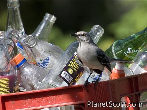 Tropical Mockingbird (Mimus gilvus)