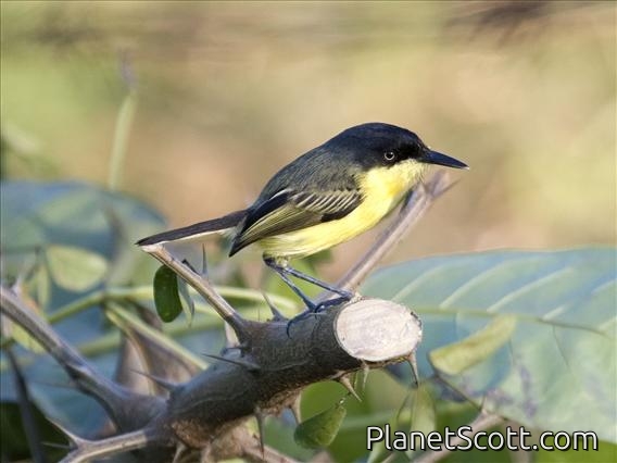 Common Tody-Flycatcher (Todirostrum cinereum)