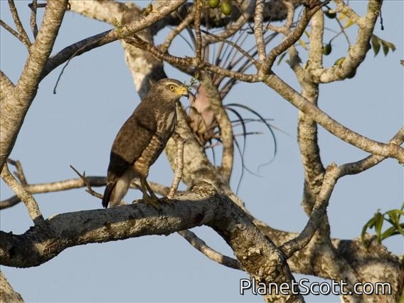 Roadside Hawk (Rupornis magnirostris) Juvenile