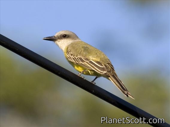 Tropical Kingbird (Tyrannus melancholicus)