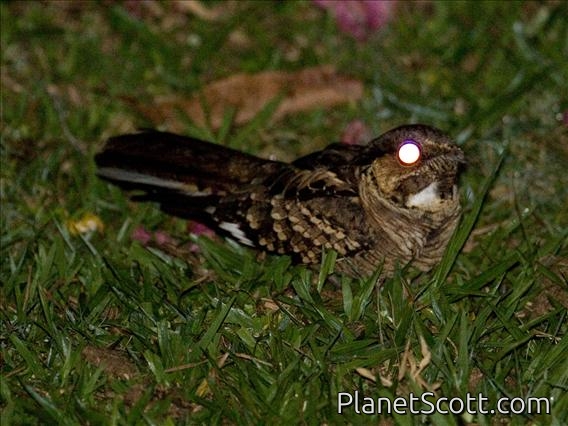 Pauraque (Nyctidromus albicollis)