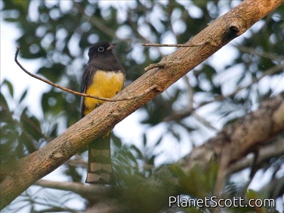 Black-headed Trogon (Trogon melanocephalus) Male