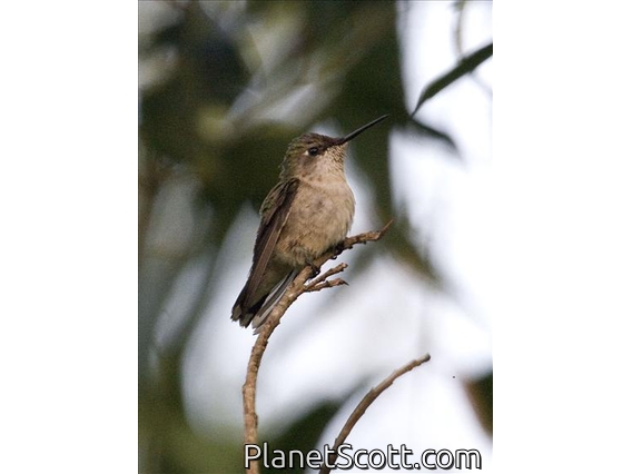 Ruby-throated Hummingbird (Archilochus colubris) - Female