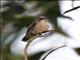 Ruby-throated Hummingbird (Archilochus colubris) - Female