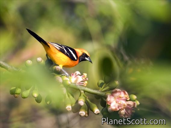 Hooded Oriole (Icterus cucullatus) - Male
