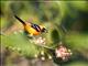 Hooded Oriole (Icterus cucullatus) - Male