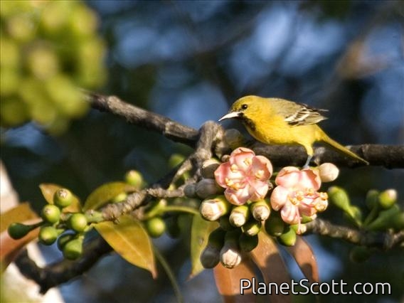 Hooded Oriole (Icterus cucullatus) - Immature Male
