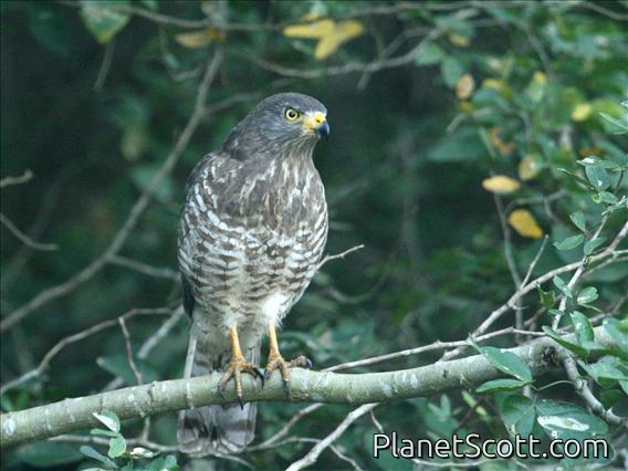 Roadside Hawk (Rupornis magnirostris)