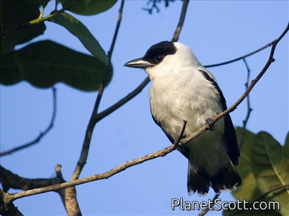 Black-crowned Tityra (Tityra inquisitor) - Male