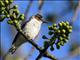 Black-crowned Tityra (Tityra inquisitor) - Female