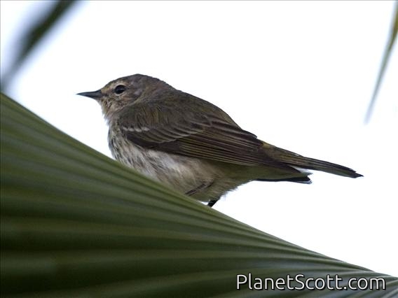 Cape May Warbler (Dendroica tigrina) - 1st Winter