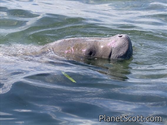 West Indian manatee (Trichechus manatus)