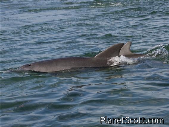 bottlenosed dolphin (Tursiops truncatus)