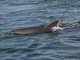 bottlenosed dolphin (Tursiops truncatus)
