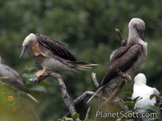 Red-footed Booby (Sula sula) - Subadult
