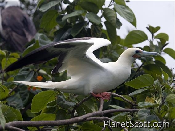 Red-footed Booby (Sula sula) - Light Morph