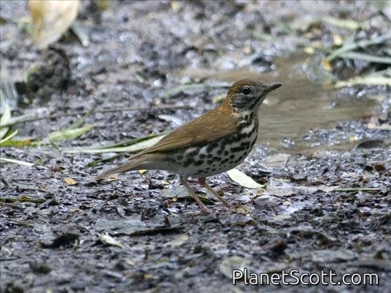 Wood Thrush (Catharus mustelinus)