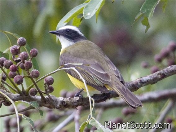 Social Flycatcher (Myiozetetes similis)