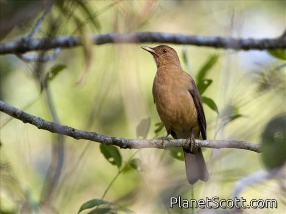 Clay-colored Thrush (Turdus grayi)