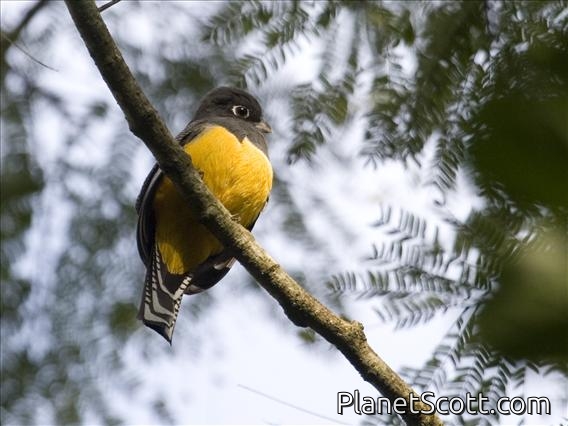 Violaceous Trogon (Trogon violaceus) - Female