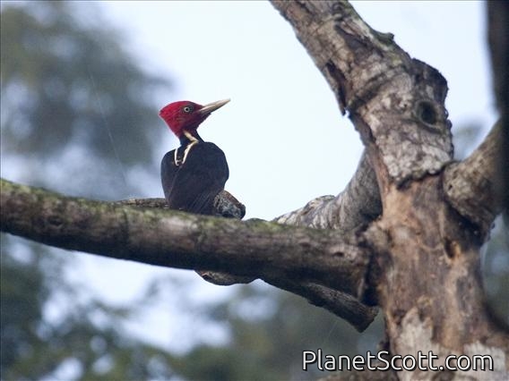 Pale-billed Woodpecker (Campephilus guatemalensis)