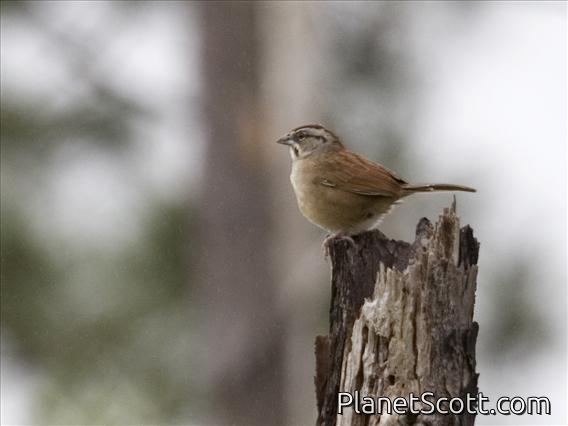 Rusty Sparrow (Aimophila rufescens)