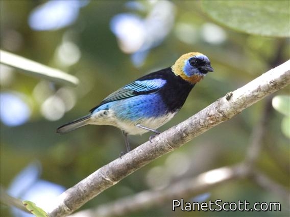Golden-hooded Tanager (Tangara larvata)