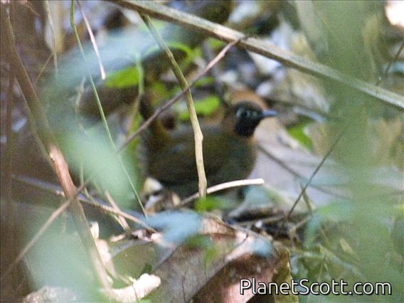 Mayan Antthrush (Formicarius moniliger)