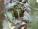 Mayan Antthrush (Formicarius moniliger)