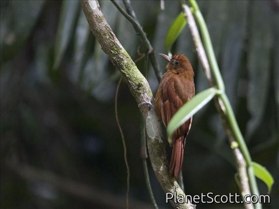 Ruddy Woodcreeper (Dendrocincla homochroa)