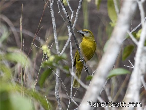 Hepatic Tanager (Piranga flava)