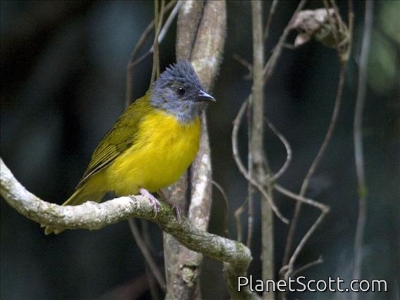 Grey-headed Tanager (Eucometis penicillata)