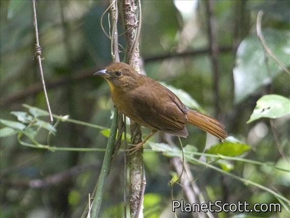 Red-throated Ant-Tanager (Habia fuscicauda) - Female