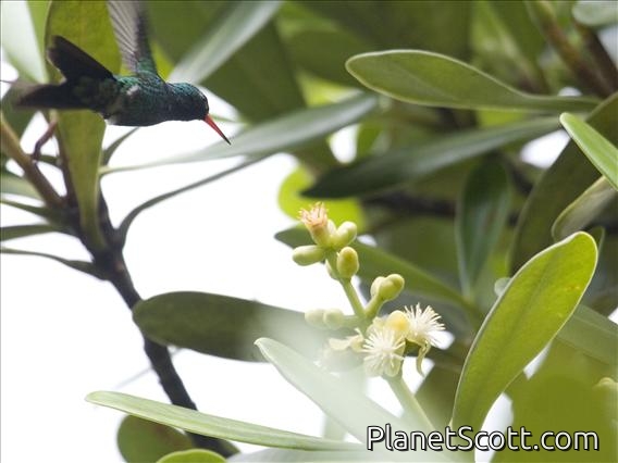 Fork-tailed Emerald (Chlorostilbon canivetii)