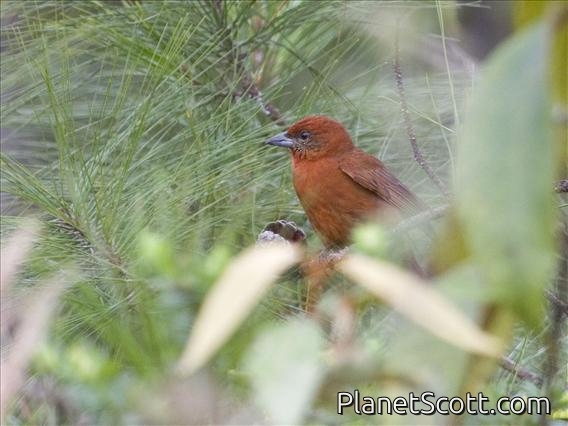 Hepatic Tanager (Piranga flava) - Male