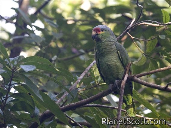 Red-lored Parrot (Amazona autumnalis)